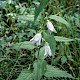 Campanula trachelium