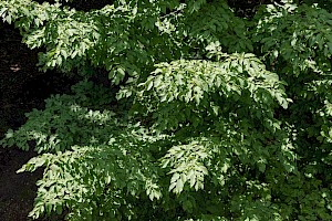 Hornbeam: Carpinus betulus