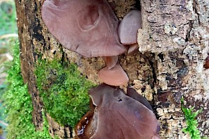 Jelly Ear: Auricularia auricula-judae