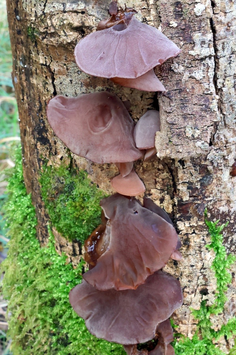 Auricularia auricula-judae - © Charles Hipkin