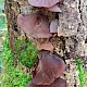 Auricularia auricula-judae