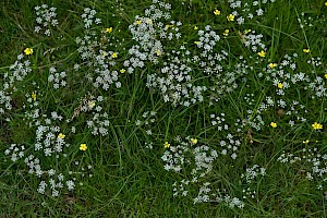 Whorled Caraway: Carum verticillatum