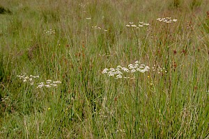 Whorled Caraway: Carum verticillatum