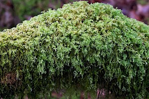 Slender Mouse-tail Moss: Isothecium myosuroides