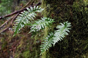 Polypody: Polypodium vulgare