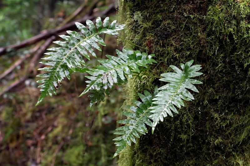 Polypodium vulgare - © Charles Hipkin