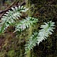 Polypodium vulgare