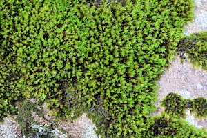 Narrow-leaved Fringe-moss: Racomitrium aquaticum