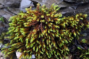 Racomitrium aquaticum Narrow-leaved Fringe-moss