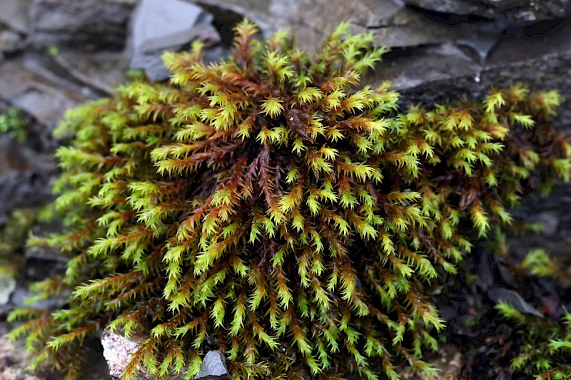 Racomitrium aquaticum - © Charles Hipkin