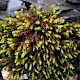 Racomitrium aquaticum