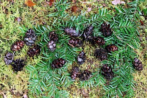 Western Hemlock-spruce: Tsuga heterophylla