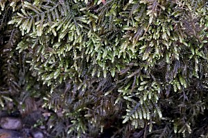 Flagellate Feather-moss: Hyocomium armoricum