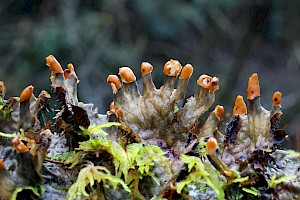 Membranous Dog-lichen: Peltigera membranacea