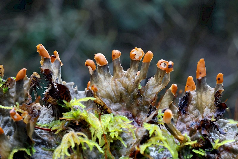 Peltigera membranacea - © Charles Hipkin