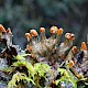 Peltigera membranacea