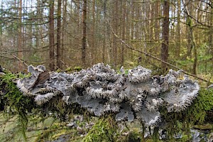 Membranous Dog-lichen: Peltigera membranacea