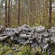 Peltigera membranacea