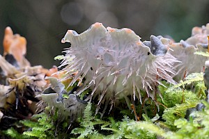 Membranous Dog-lichen: Peltigera membranacea