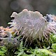 Peltigera membranacea