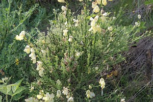 Broom: Cytisus scoparius