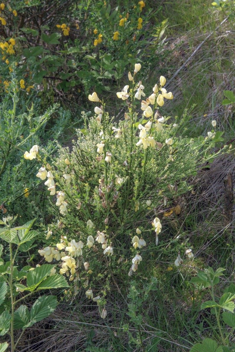 Cytisus scoparius - © Charles Hipkin