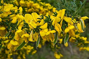 Broom: Cytisus scoparius