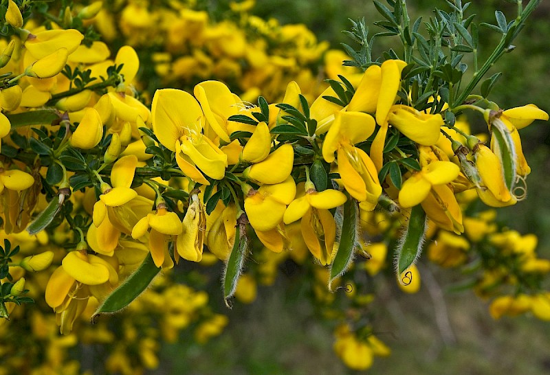 Cytisus scoparius - © Charles Hipkin