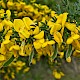 Cytisus scoparius