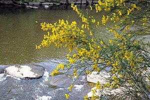 Broom: Cytisus scoparius