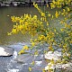 Cytisus scoparius