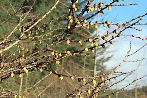 Hybrid Larch (L. decidua x kaempferi): Larix x marschlinsii