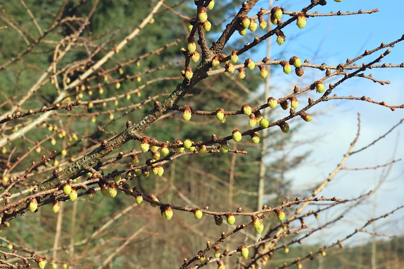 Larix x marschlinsii - © Charles Hipkin