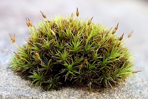 Long-shanked Pincushion: Ptychomitrium polyphyllum