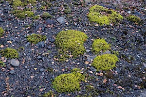 Dense Fringe-moss: Racomitrium ericoides