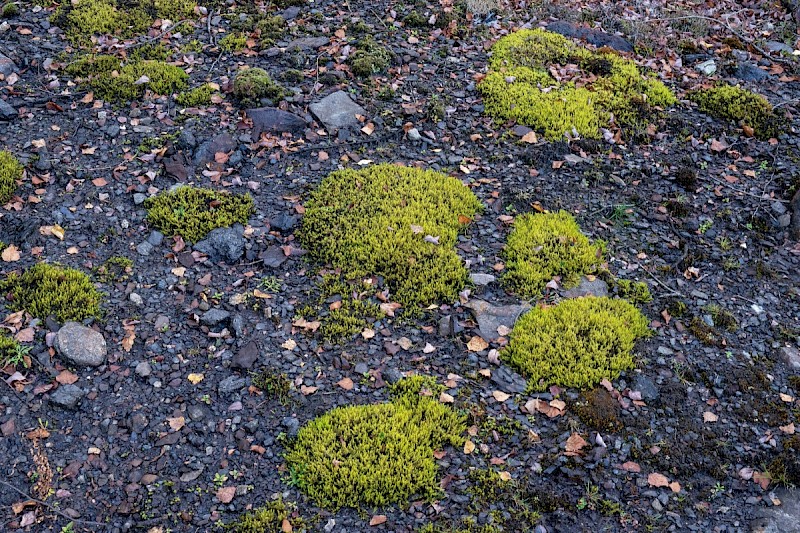 Racomitrium ericoides - © Charles Hipkin