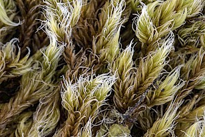 Woolly Fringe-moss: Racomitrium lanuginosum