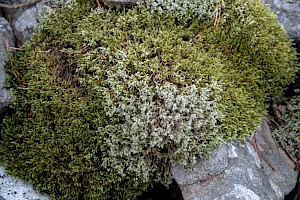 Woolly Fringe-moss: Racomitrium lanuginosum