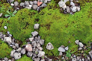 Curly Crisp-moss: Trichostomum crispulum