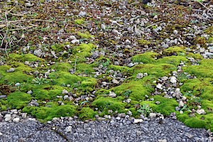 Curly Crisp-moss: Trichostomum crispulum