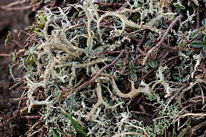 Cladonia furcata subsp. subrangiformis 