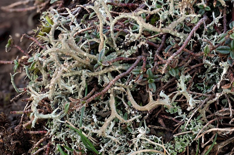 Cladonia furcata subsp. subrangiformis - © Barry Stewart