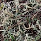 Cladonia furcata subsp. subrangiformis