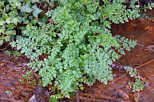 Hemlock Water-dropwort: Oenanthe crocata