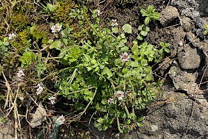 Cardamine hirsuta Hairy Bitter-cress