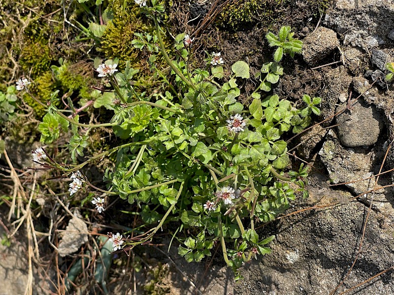 Cardamine hirsuta - © Charles Hipkin