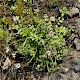 Cardamine hirsuta