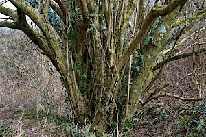 Hazel: Corylus avellana