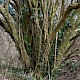 Corylus avellana