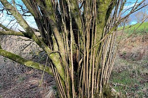 Hazel: Corylus avellana